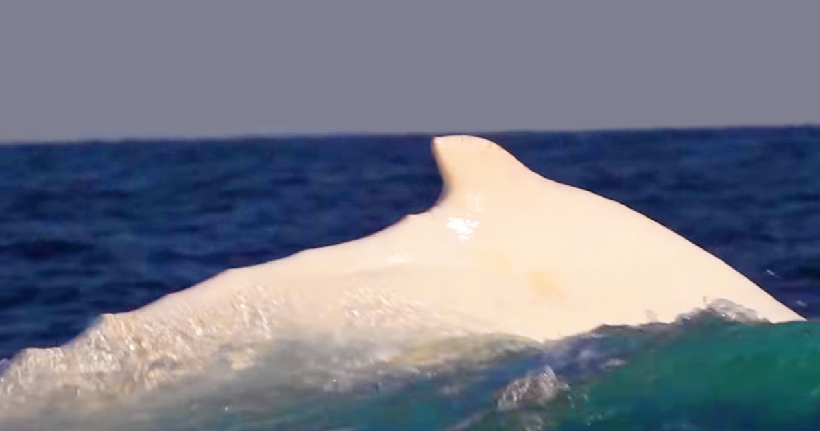 Rare white whale