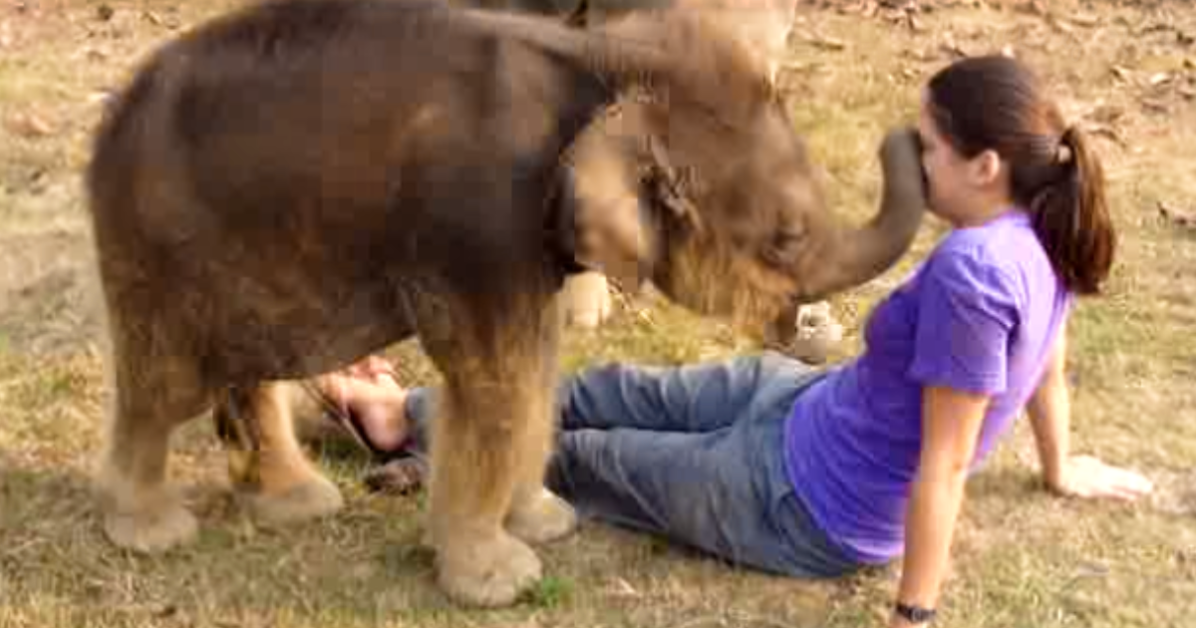 Baby Elephant and Woman