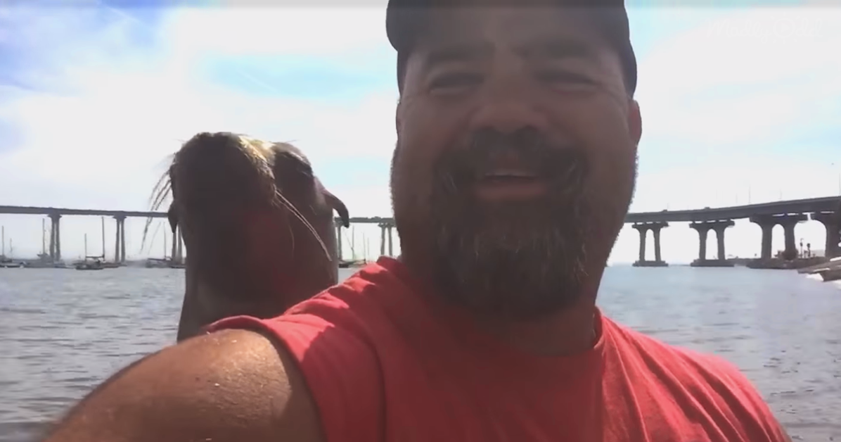Sea Lion Hugs Man