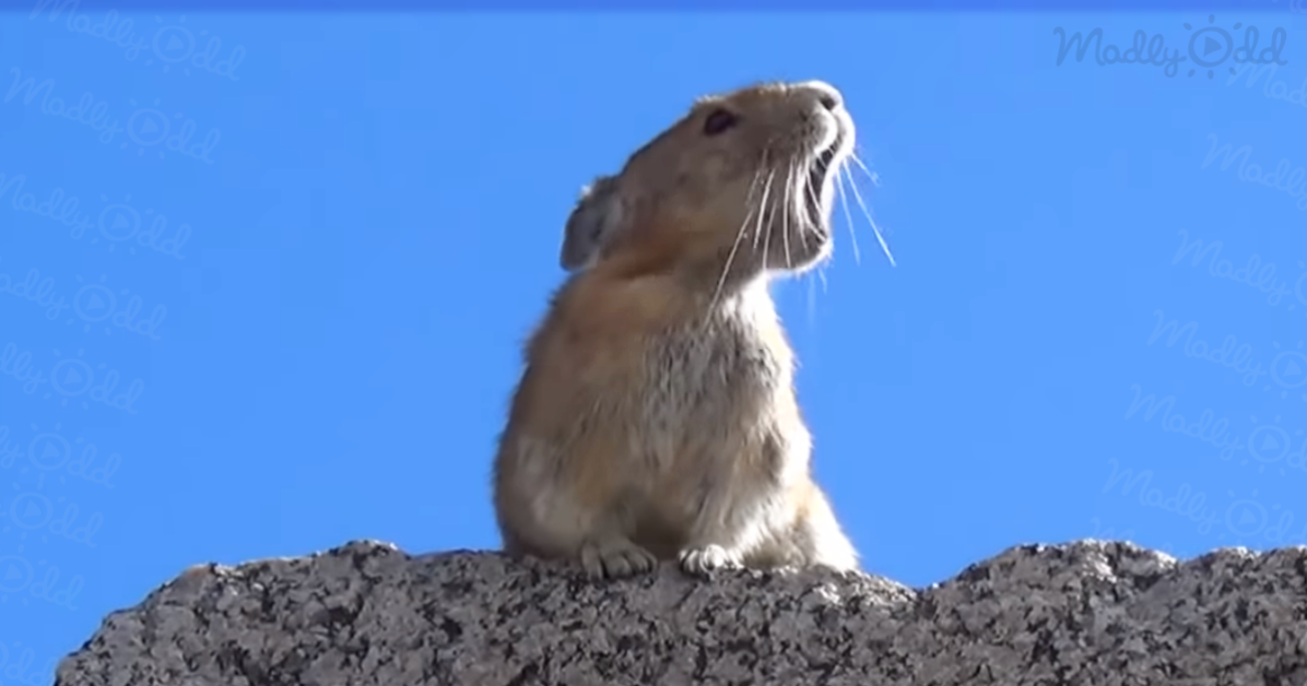 A pika sits on a rock, its mouth open, against a clear blue sky.
