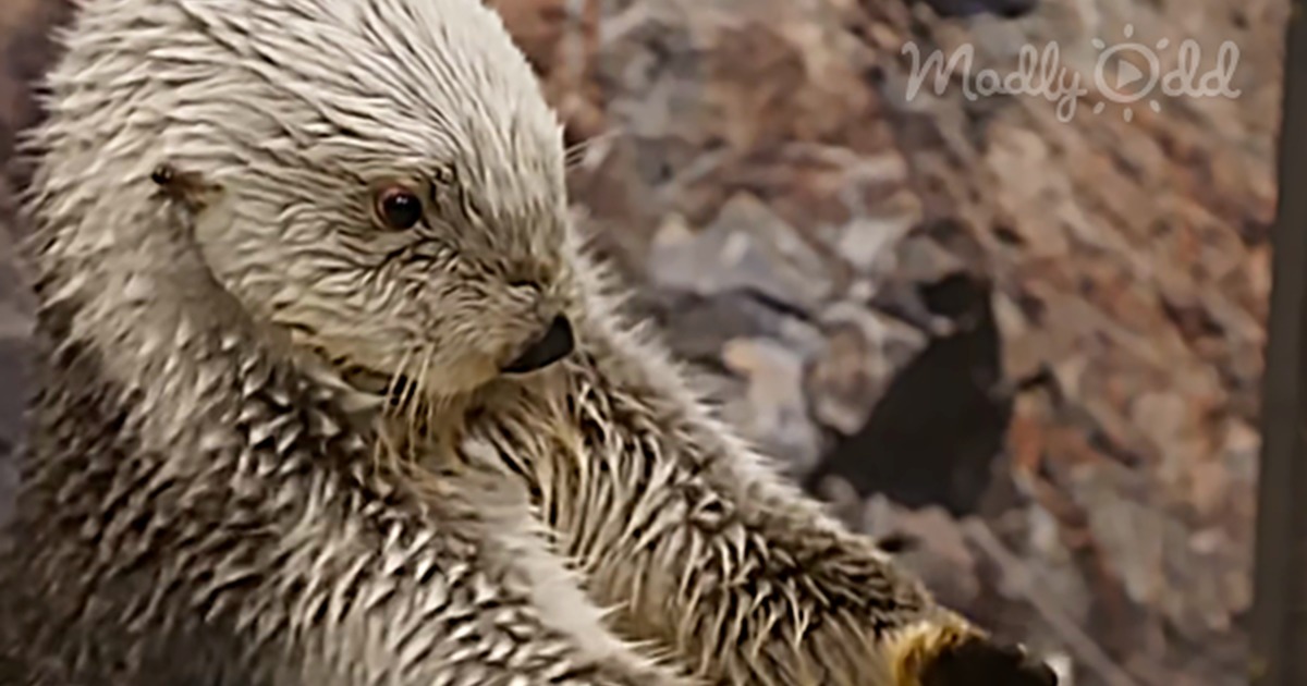 A sea otter holds a yellow cup, seemingly drinking, with text suggesting it's like a water corgi.