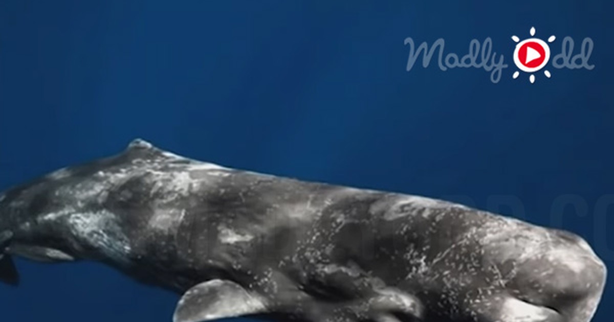 Footage Captures Sperm Whales Using Clicking Sounds to Communicate With Scientists