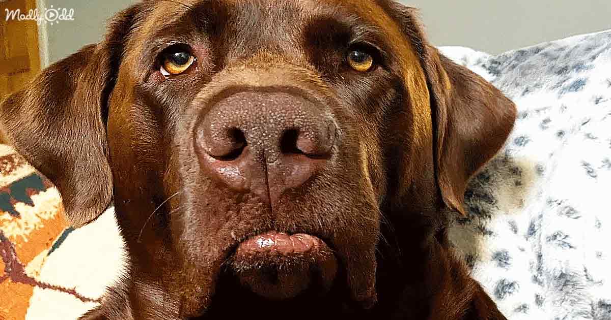 Chocolate Labrador Makes the Saddest Face When His Feelings Are Hurt